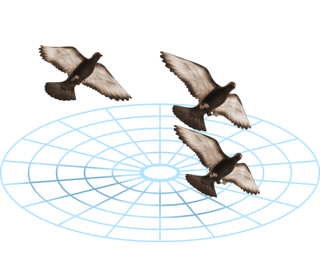 A bevy of birds